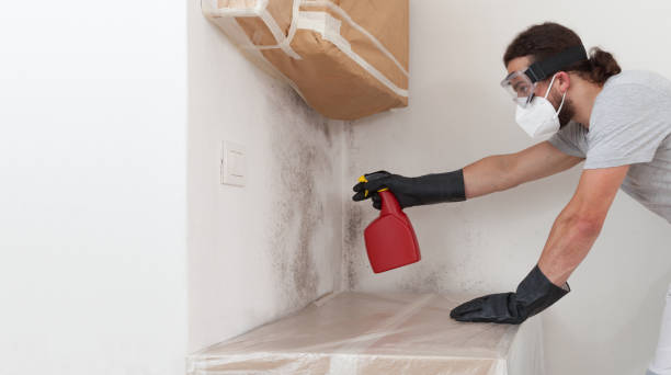 Professional Basement Mold Remediation technician working in Zeeland, MI