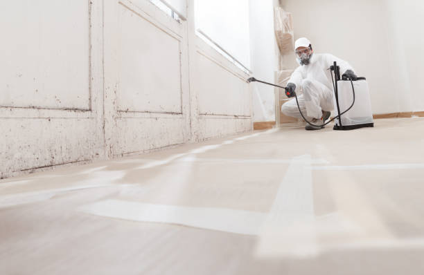 24/7 Emergency Basement Mold Remediation experts in Zeeland, MI